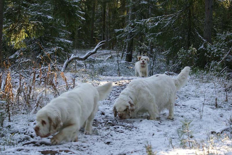 Elsa_Bumbaa_Cotton_4Nov2007