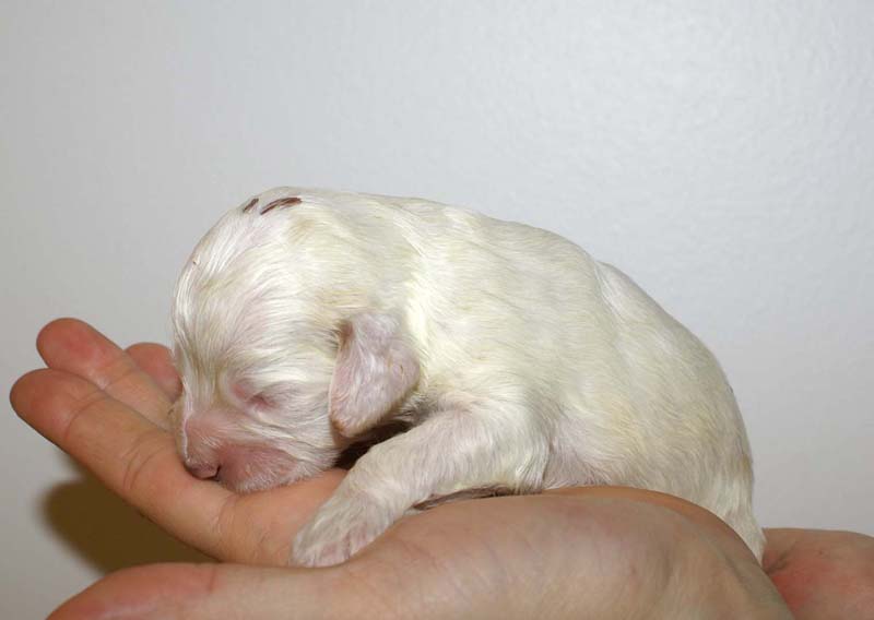 boy_bronze_head_13days_aa