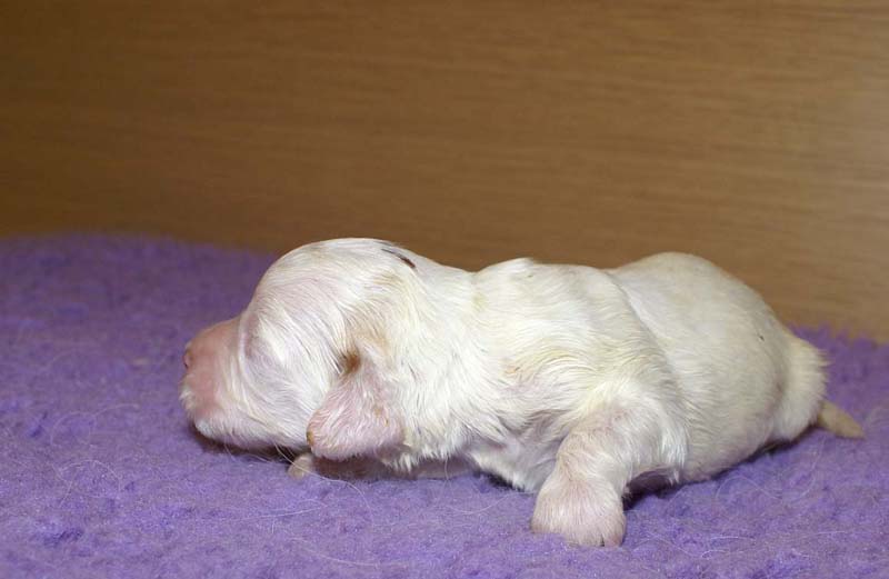 boy_bronze_head_13days_b