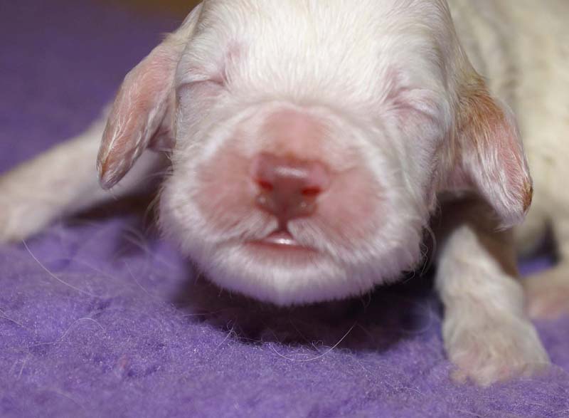 boy_bronze_head_13days_c