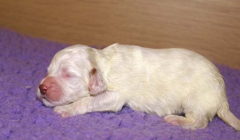 boy_bronze_head_13days_f