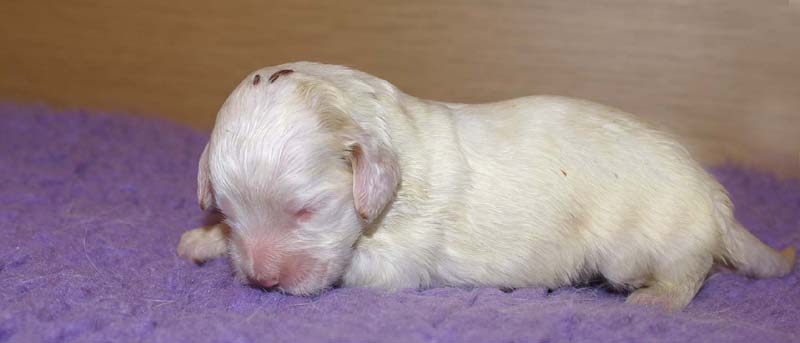 boy_bronze_head_13days_g