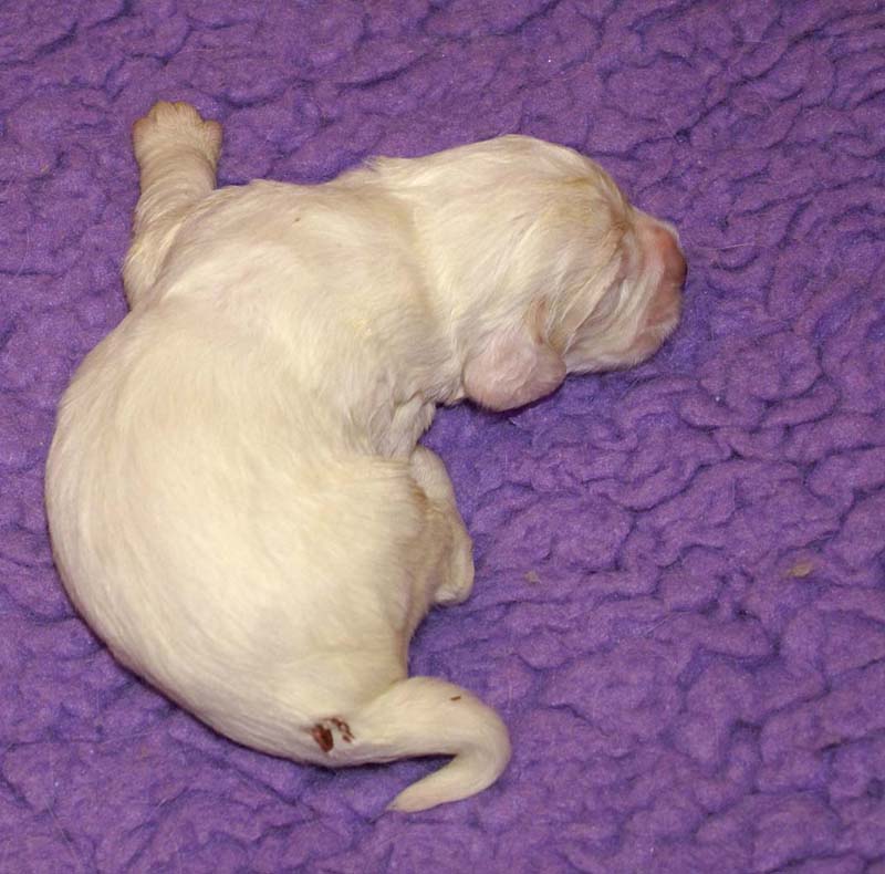 boy_bronze_tail_13days_a