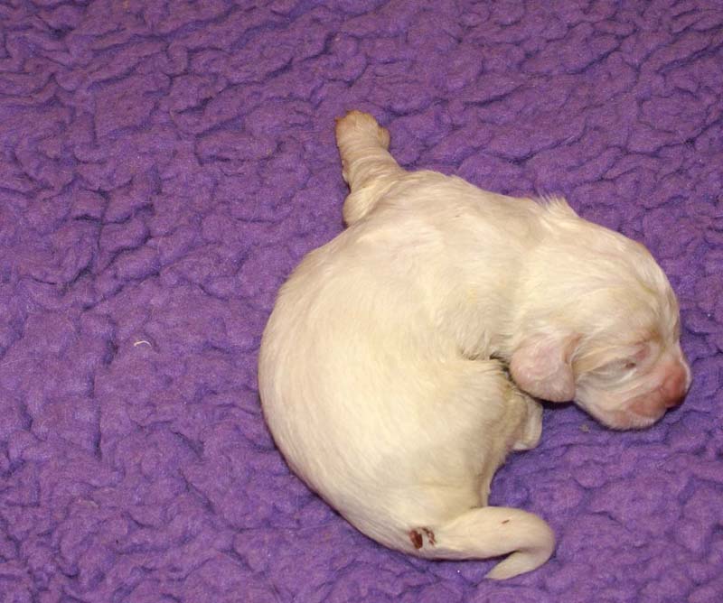 boy_bronze_tail_13days_aaa