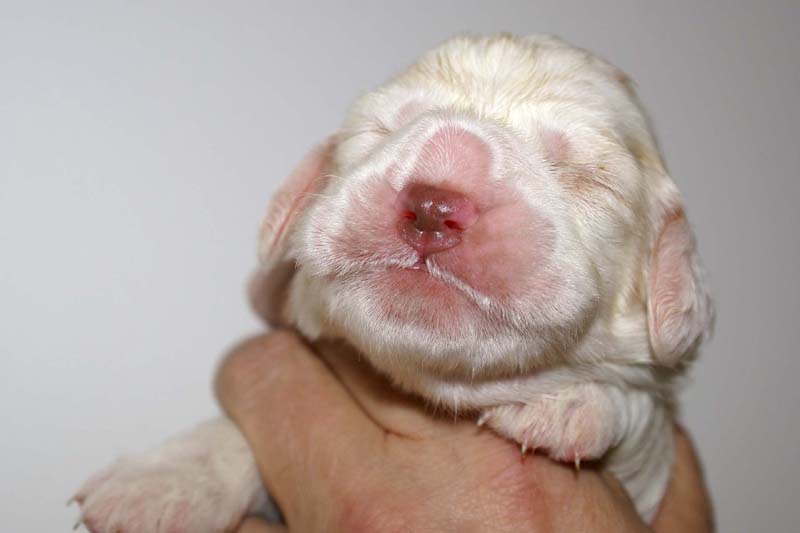 boy_bronze_tail_13days_b