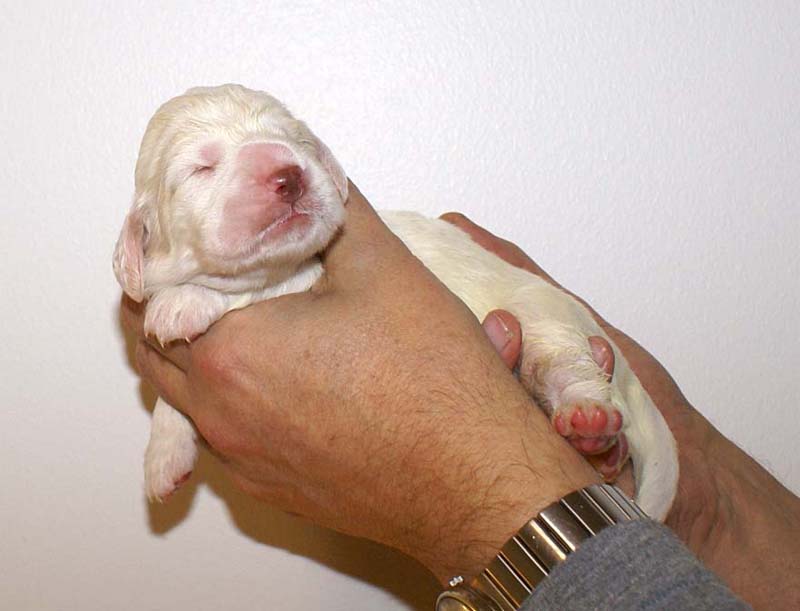 boy_bronze_tail_13days_c