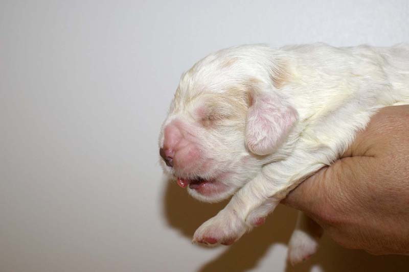 boy_bronze_tail_13days_d