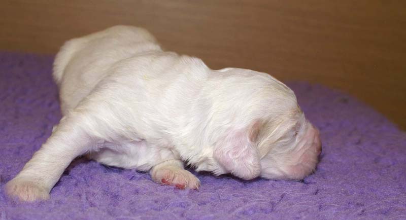 boy_bronze_tail_13days_e