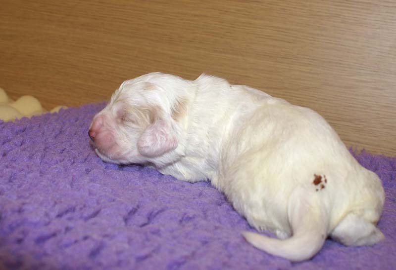 boy_bronze_tail_13days_f