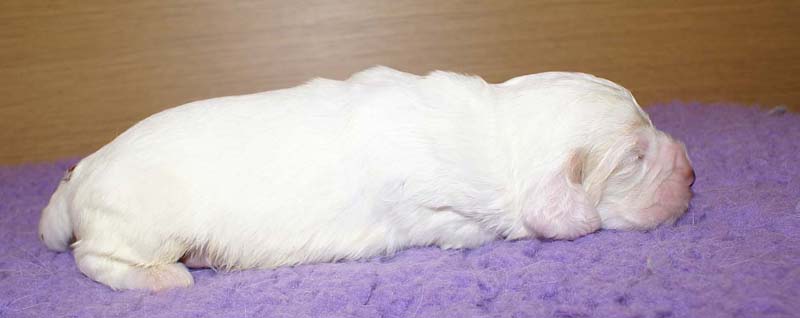 boy_bronze_tail_13days_g