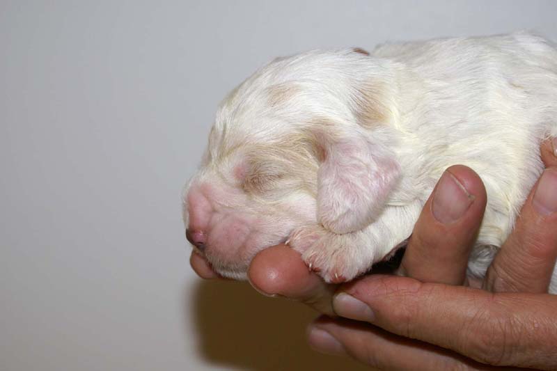 boy_bronze_tail_13days_h