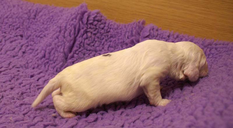 boy_purple_back_13days_a