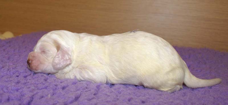 boy_purple_back_13days_b