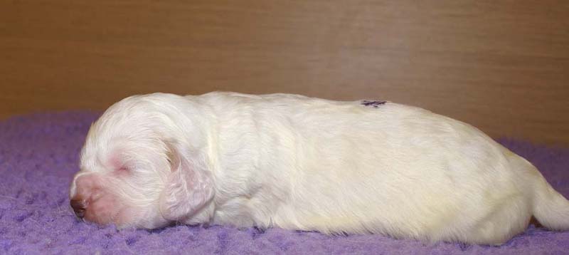 boy_purple_back_13days_c