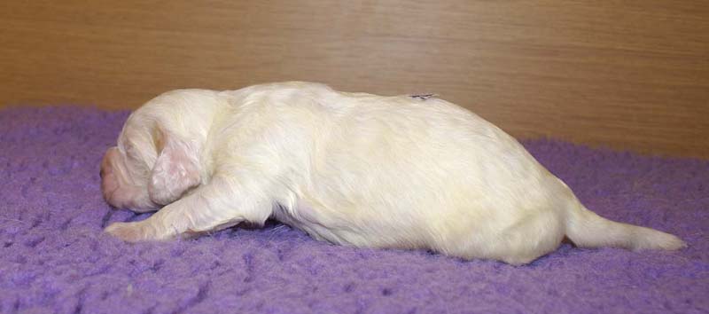 boy_purple_back_13days_d