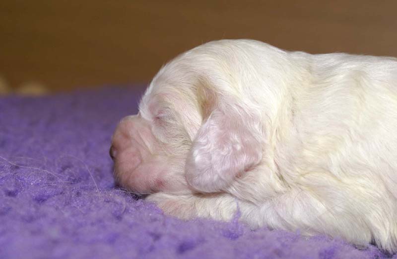 boy_purple_back_13days_f