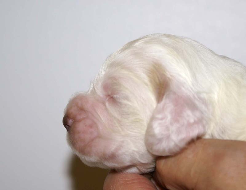 boy_purple_back_13days_g