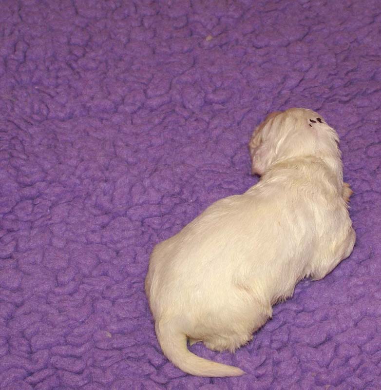 boy_purple_head_13days_a