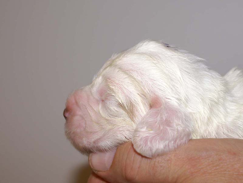 boy_purple_head_13days_aa