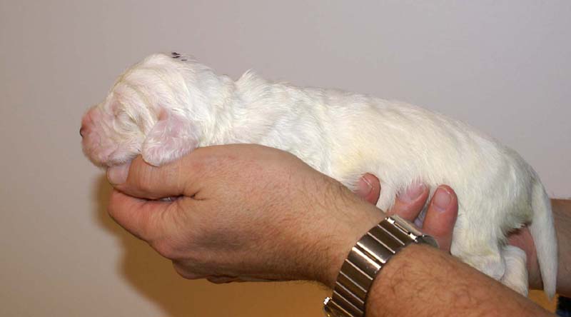 boy_purple_head_13days_b