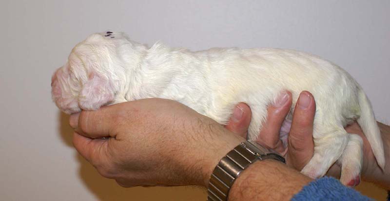 boy_purple_head_13days_c