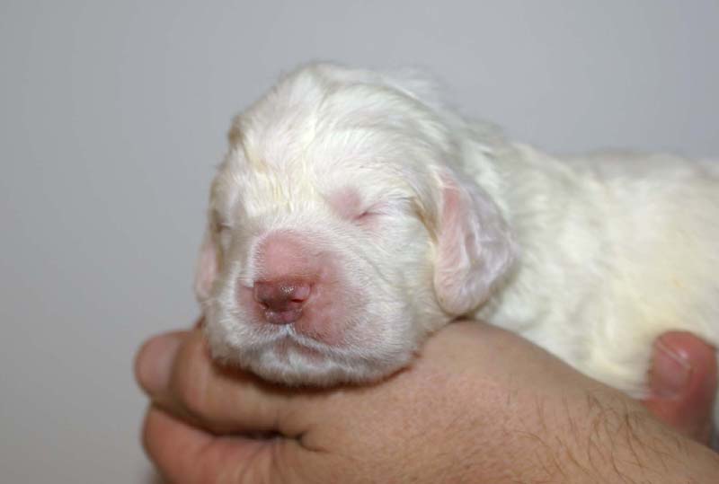 boy_purple_head_13days_d