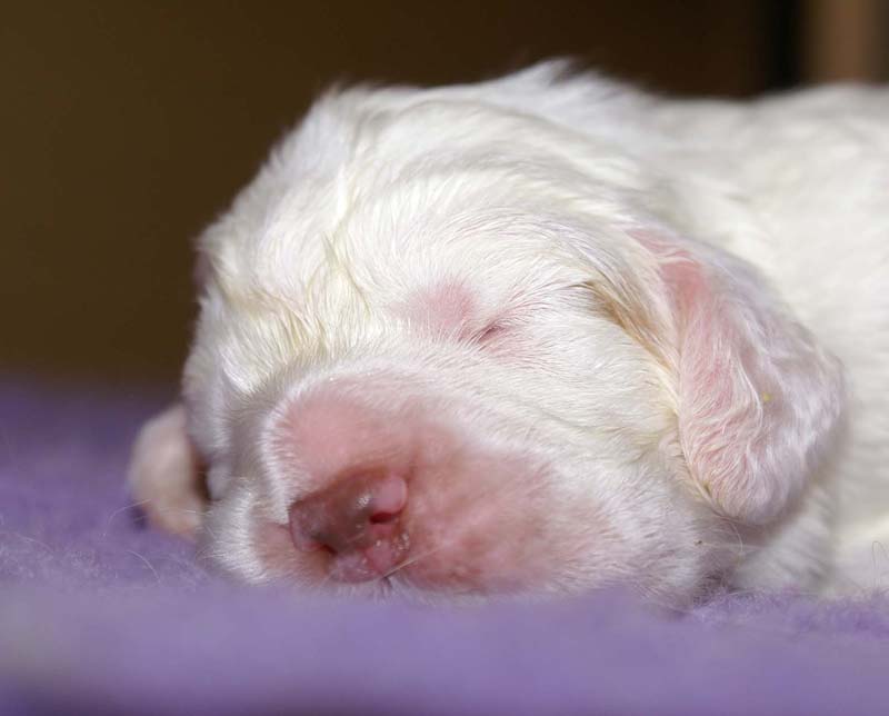 boy_purple_head_13days_f