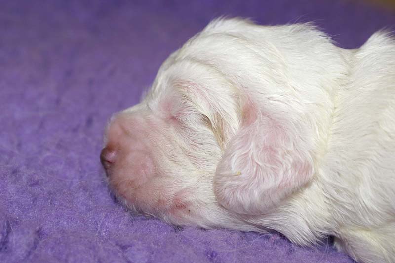 boy_purple_head_13days_h