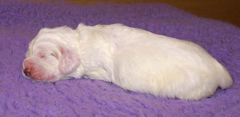 boy_purple_head_13days_i