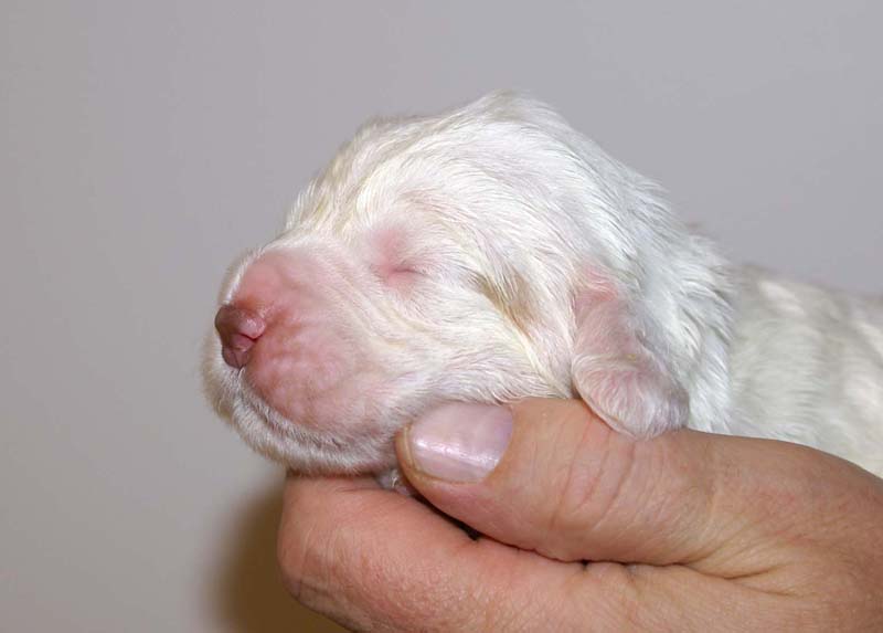 boy_purple_head_13days_j