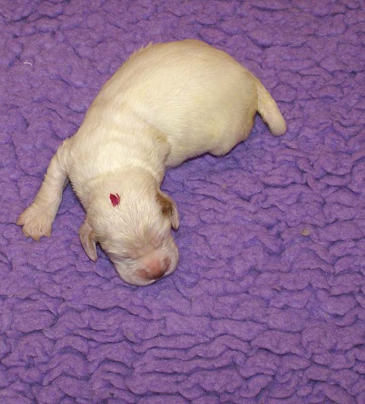 girl_pink_head_13days_a