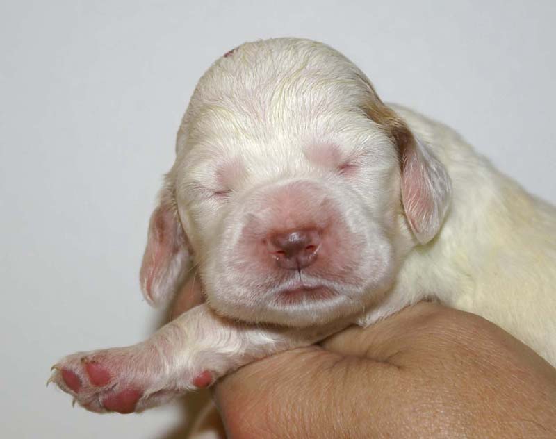 girl_pink_head_13days_aa