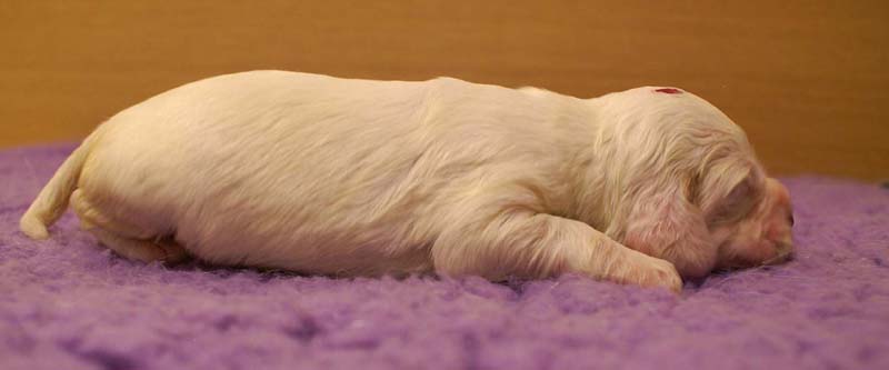 girl_pink_head_13days_d