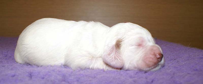 girl_pink_head_13days_e