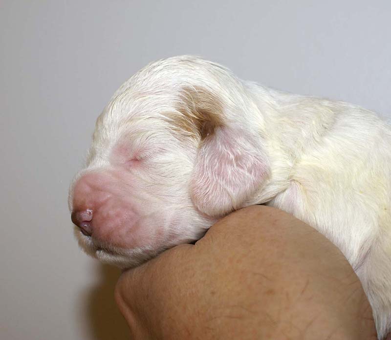 girl_pink_head_13days_g