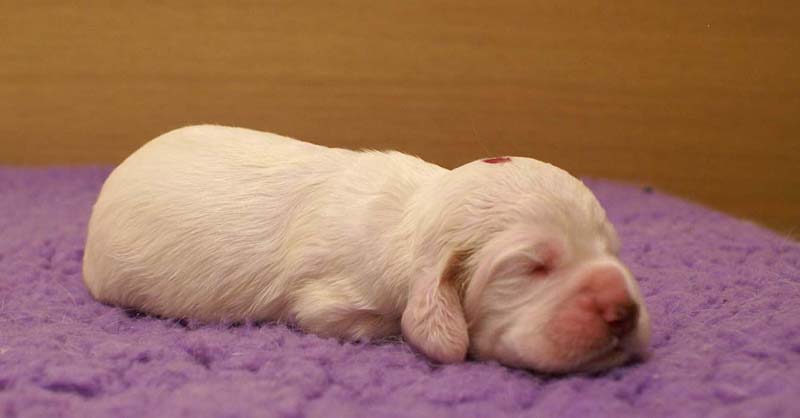 girl_pink_head_13days_h