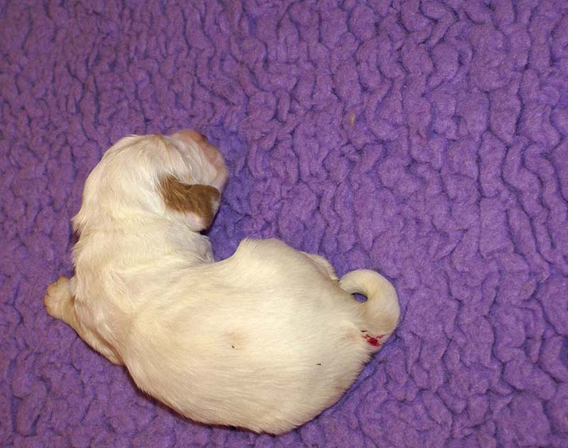 girl_pink_tail_13days_a