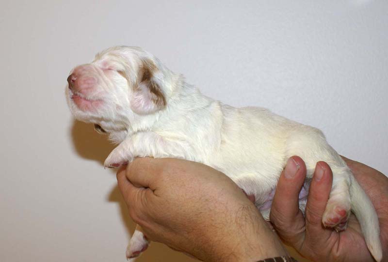 girl_pink_tail_13days_c