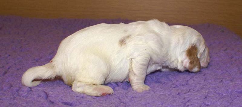 girl_pink_tail_13days_g