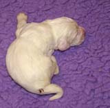 boy_bronze_tail_13days_a