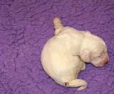 boy_bronze_tail_13days_aaa