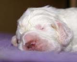 boy_purple_head_13days_f