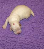 girl_pink_head_13days_a