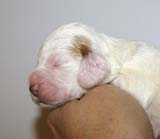 girl_pink_head_13days_g