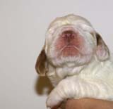 girl_pink_tail_13days_d