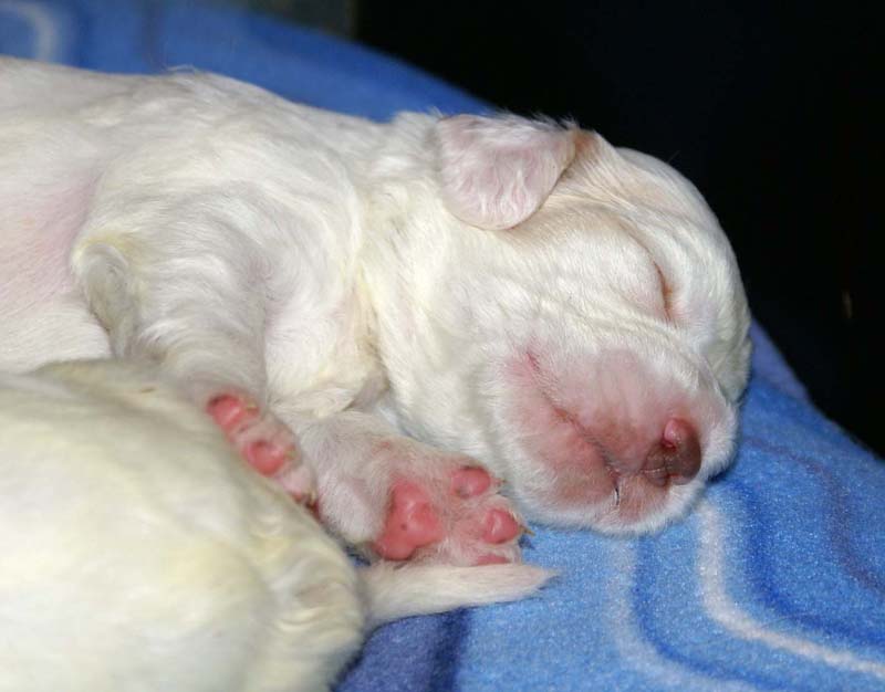 Clock-babies_13days_old_a