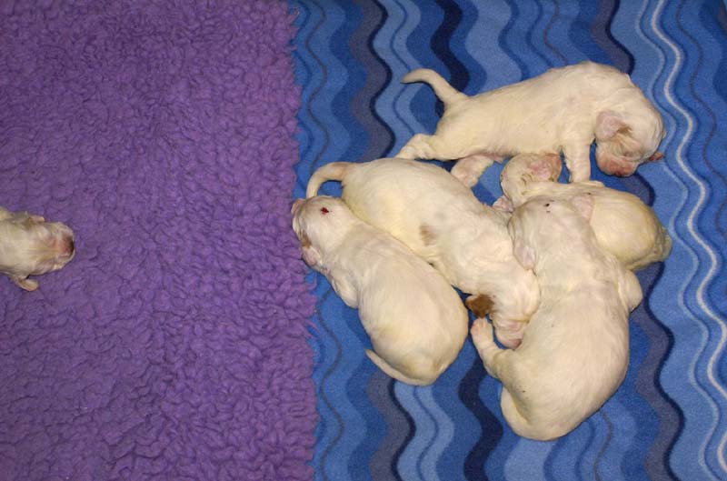 Clock-babies_13days_old_b