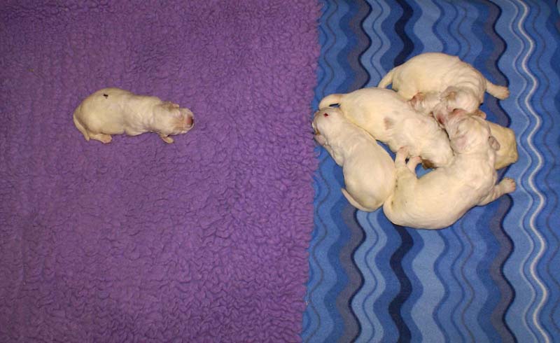 Clock-babies_13days_old_c