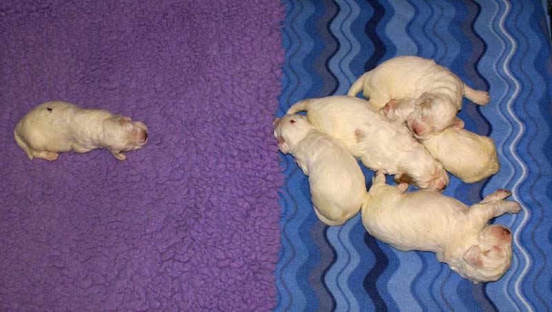 Clock-babies_13days_old_d