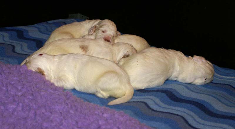 Clock-babies_13days_old_f